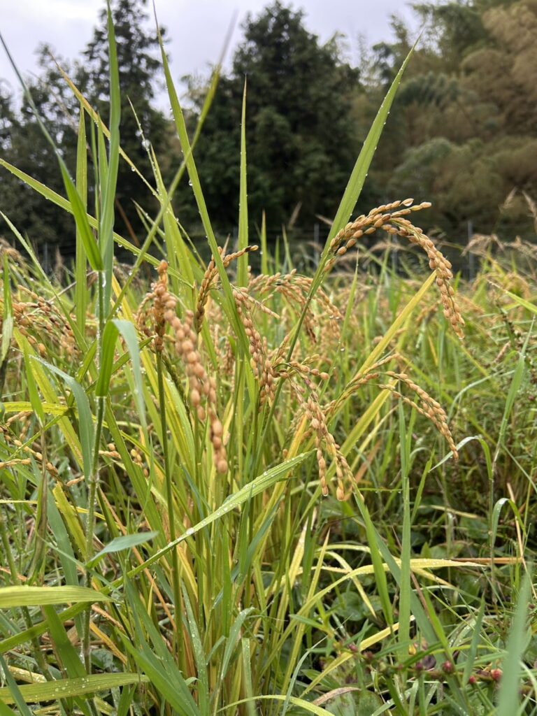 【西院】精米所カフェ 藤原米穀店｜こだわり珈琲でほっと一息